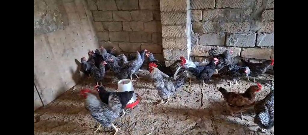 Temiz xorkov toyuq ve xoruzlar sürüyle satılır teki 25 AZN — Toyuq və xoruz, Digah (4)