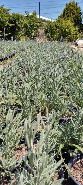 Lavanda — Bitkilər, Bakı (2)