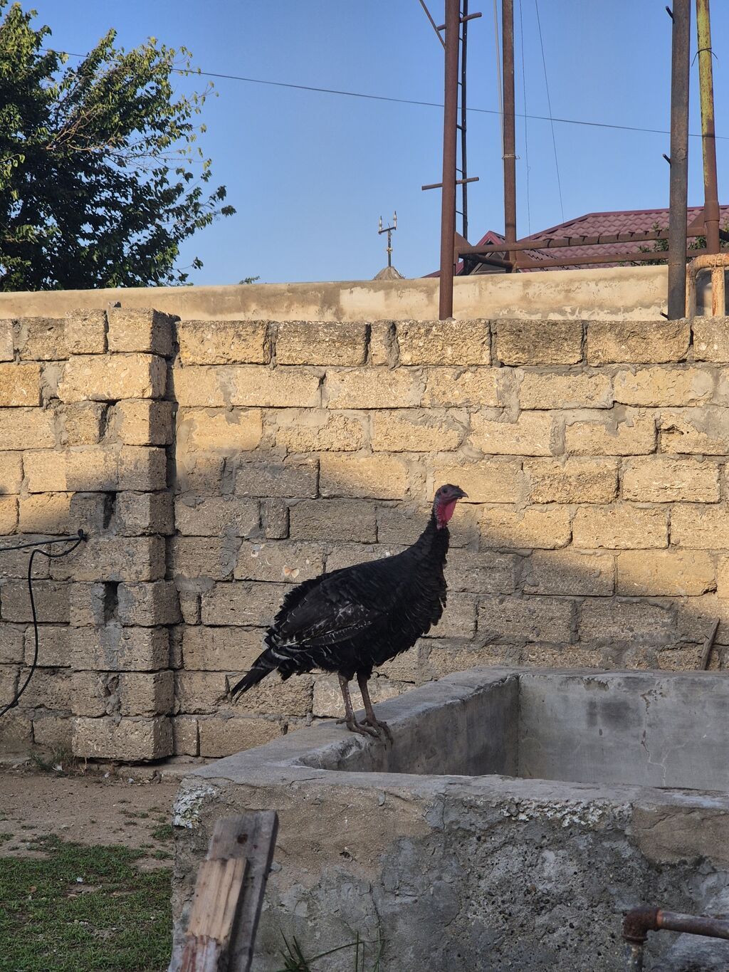 Salamaleykum Amerkanbronz — Digərləri, Bakı (5)