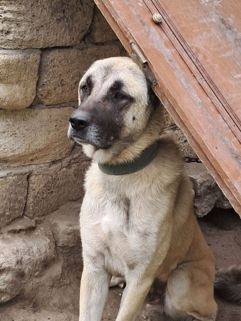 Kanqal, Erkək — Fatmayı