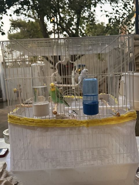 Məhsul: Dalmatian gözəllikdə iki dalğalı tutuquşu (budgerigar) və tam — Digah