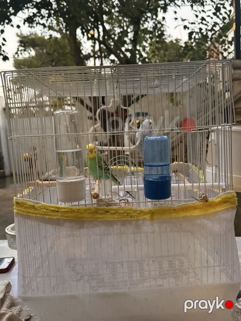 Məhsul: Dalmatian gözəllikdə iki dalğalı tutuquşu (budgerigar) və tam — Digah