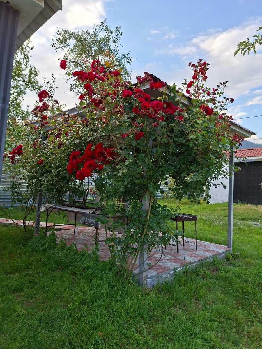 Həyət evi kirayə verilir, Qəbələ ş — Ev, villa, Qəbələ (2)