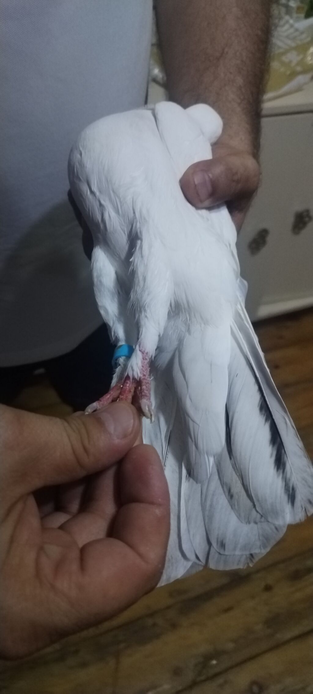 Ebres boyun erkeydi qozğin erkeydi qiymet 20 manat unvan gence — Göyərçin, Gəncə (4)
