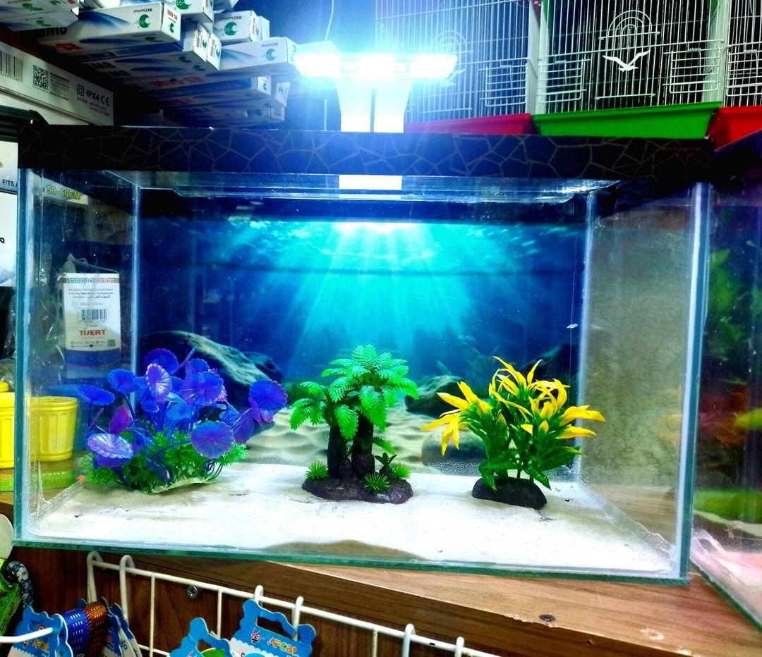 Akvarium — Akvariumlar və balıqlar, Bakı (7)