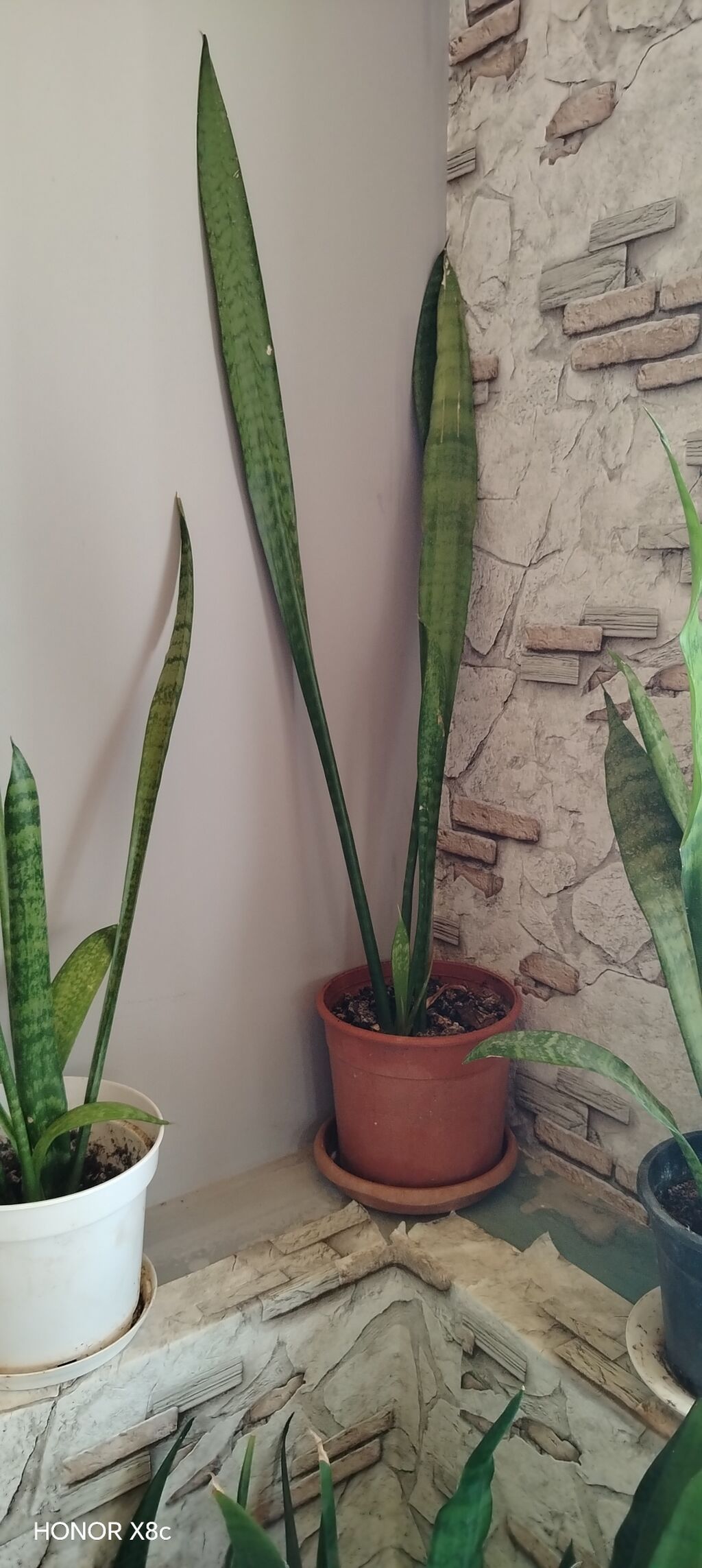 Sansevieria (Qayın dilı / “Snake Plant”) – dekorativ otaq bitkisi — Qapı bitkələri, Digah (2)