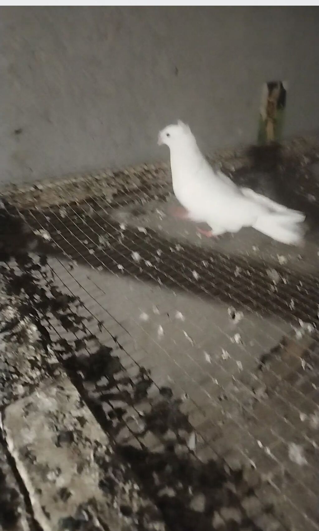 Qoşa kekil mayadi unvan gemce gondermek mumkundu 0513992050 — Göyərçin, Gəncə (4)