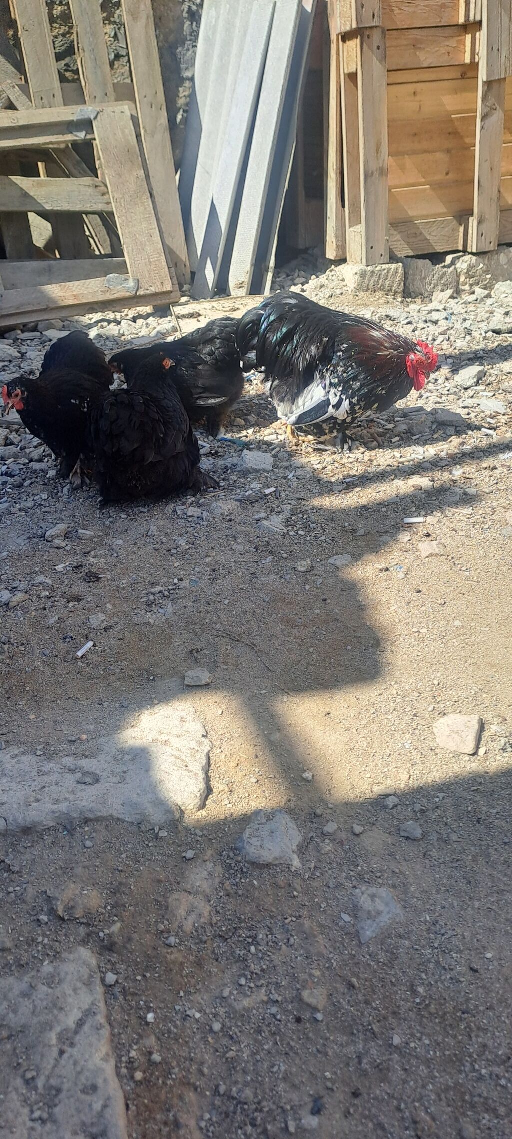Toyuq, Damazlıq — Toyuq və xoruz, Bakı (10)