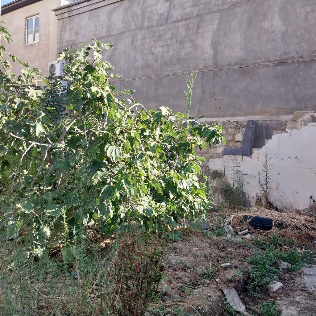 36 sot, Biznes üçün, Makler, Kupça (Çıxarış) — Torpaq, Bakı (2)