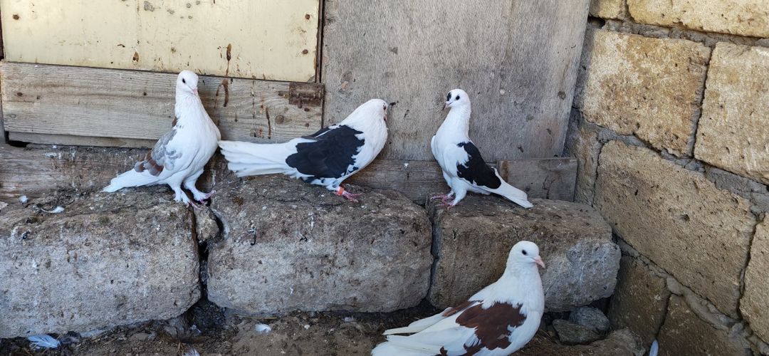 Göyərçinlər — Quşlar, Sumqayıt (3)