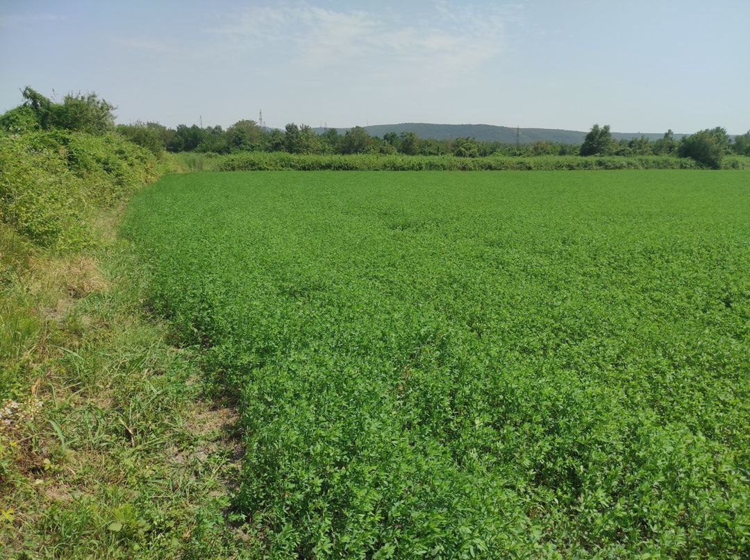 Satılır torpaq 237 sot — Torpaq, Qəbələ (5)