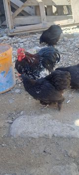 Toyuq, Damazlıq — Chickens and roosters