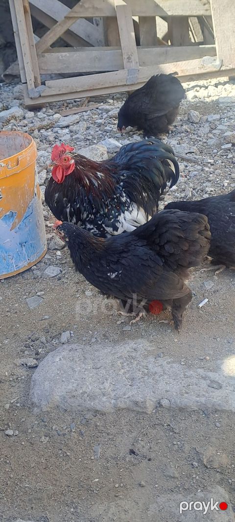 Toyuq, Damazlıq — Bakı