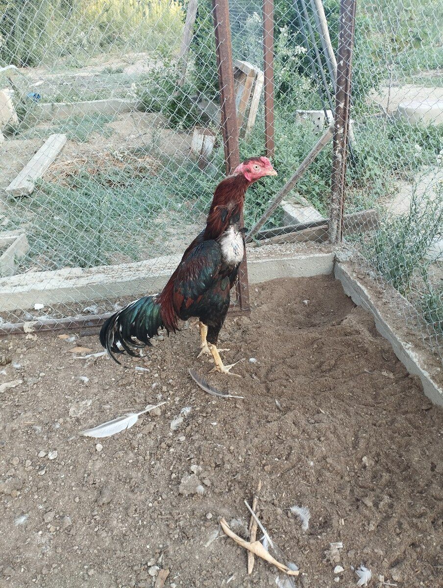 Heyratı — Quşlar, Bakı (2)