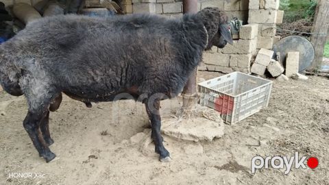 Qaradonlu (qara rəngli) qoç Xüsusiyyətlər: - Cins: yerli ətlik/yağlı — Quba