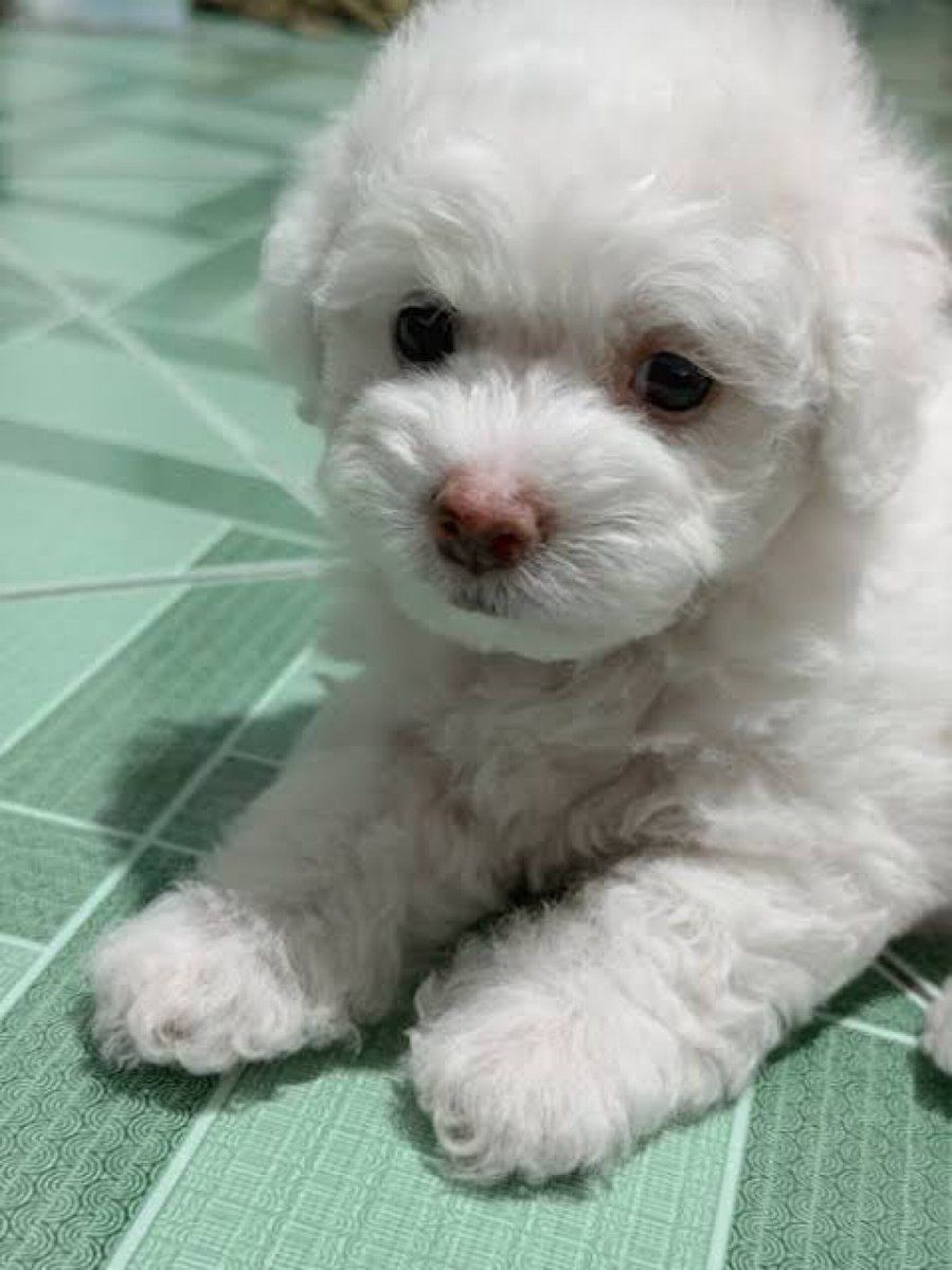 Micro Toy Poodle balaları — Köpəklər, Bakı (3)
