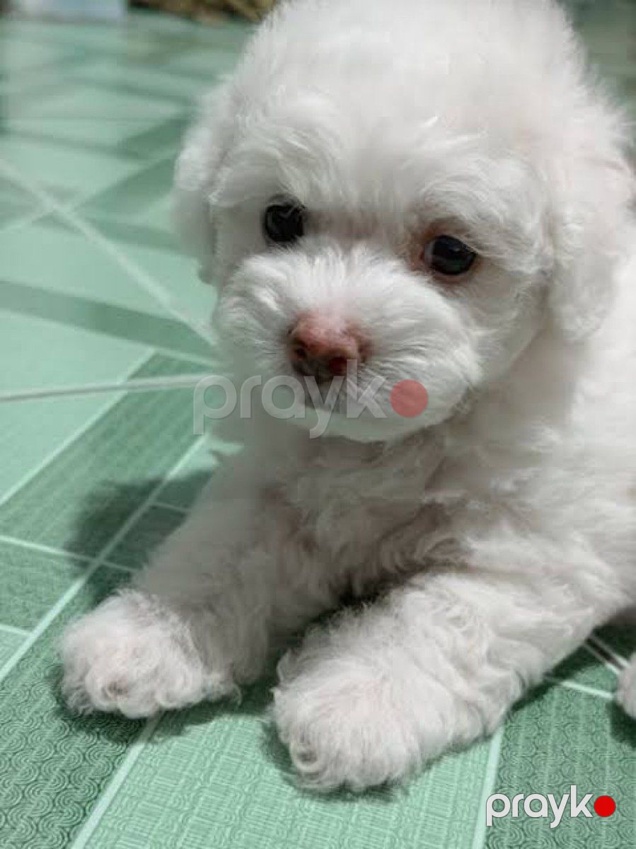 Micro Toy Poodle balaları — Köpəklər, Bakı (3)