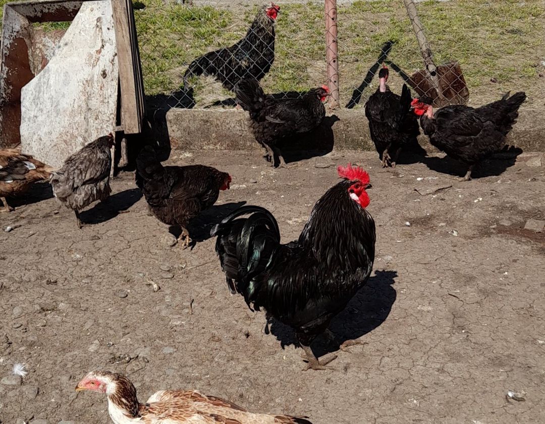 Mayalı kənd toyuğu yumurtaları — Quşlar, Xaçmaz (9)
