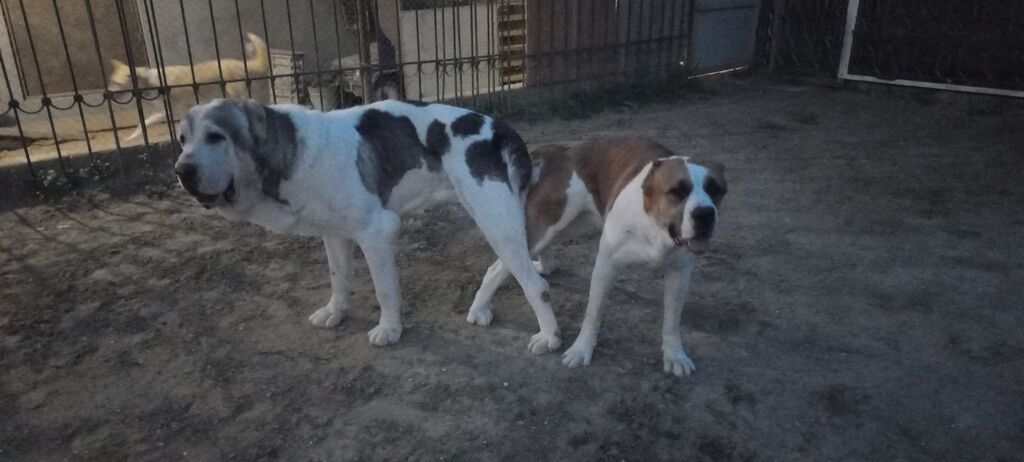 Alabay, 1 ay, Dişi — Köpəklər, Bakı
