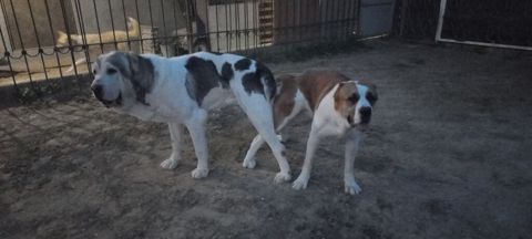 Alabay, 1 ay, Dişi — Bakı