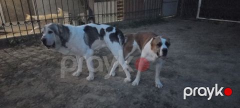 Alabay, 1 ay, Dişi — Bakı