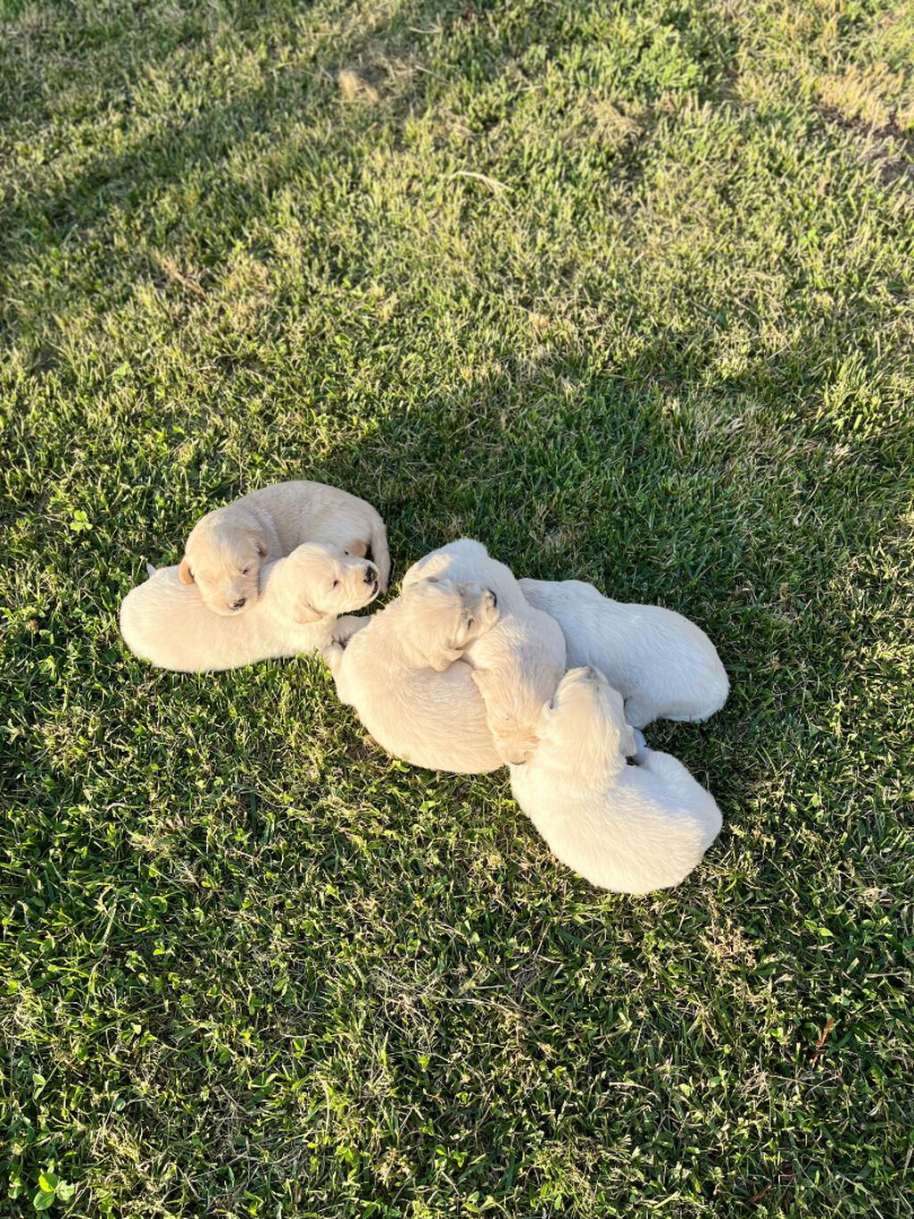 Retriever, 1 ay — Köpəklər, Gəncə (6)