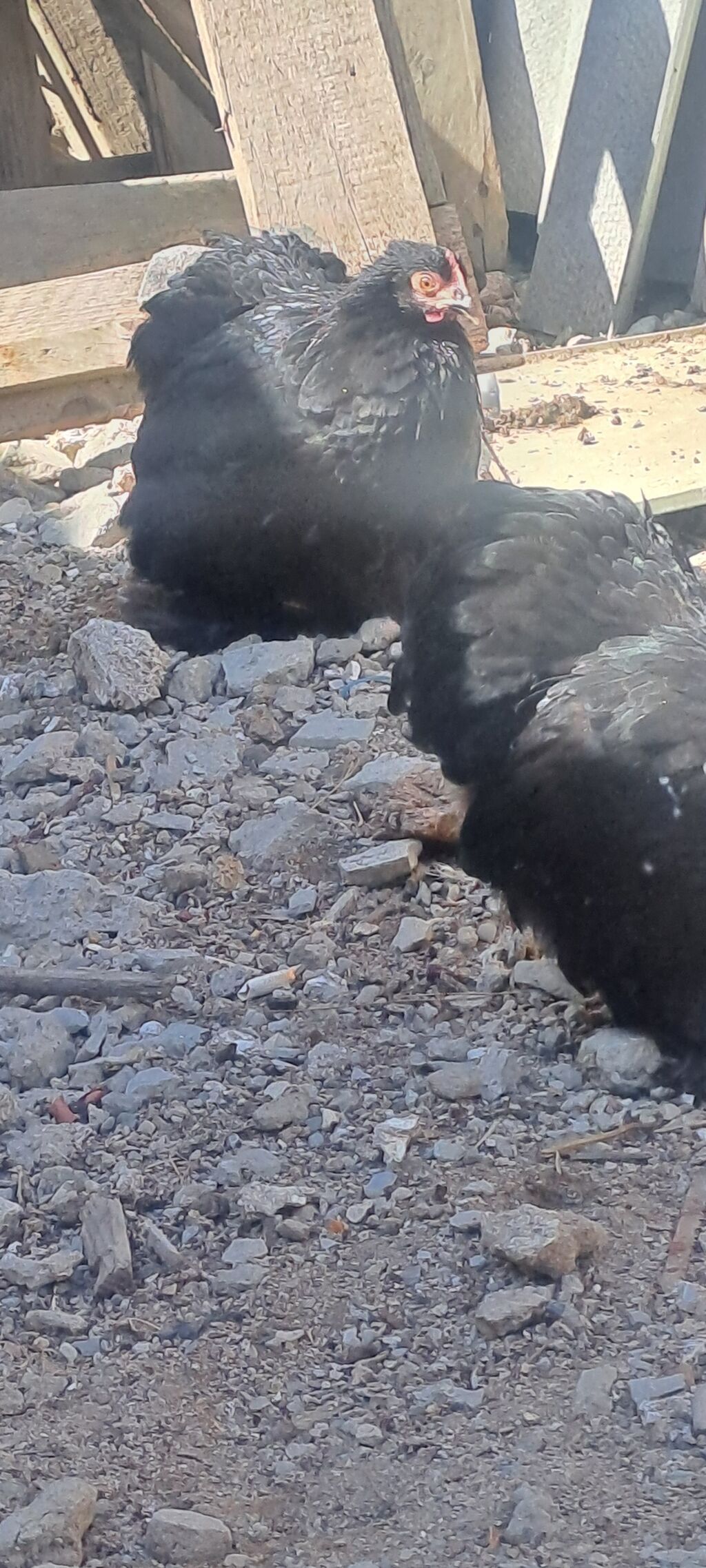 Toyuq, Damazlıq — Toyuq və xoruz, Bakı (7)