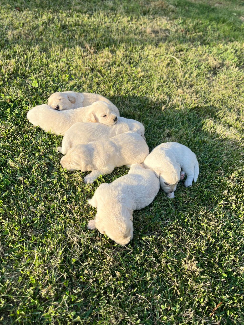 Retriever, 1 ay — Köpəklər, Gəncə (8)