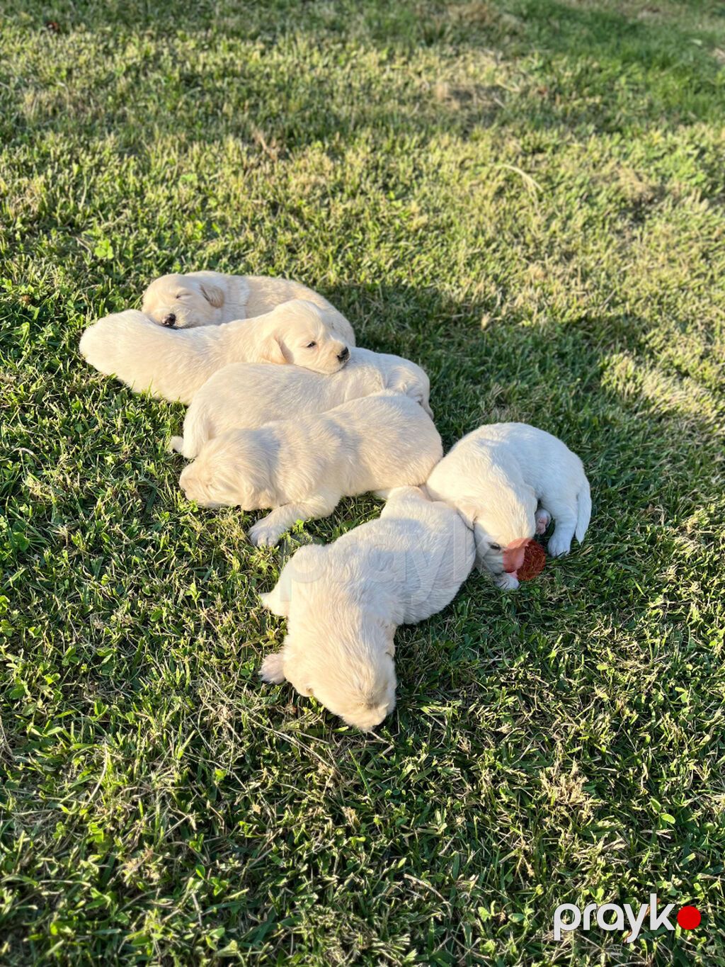 Retriever, 1 ay — Köpəklər, Gəncə (6)