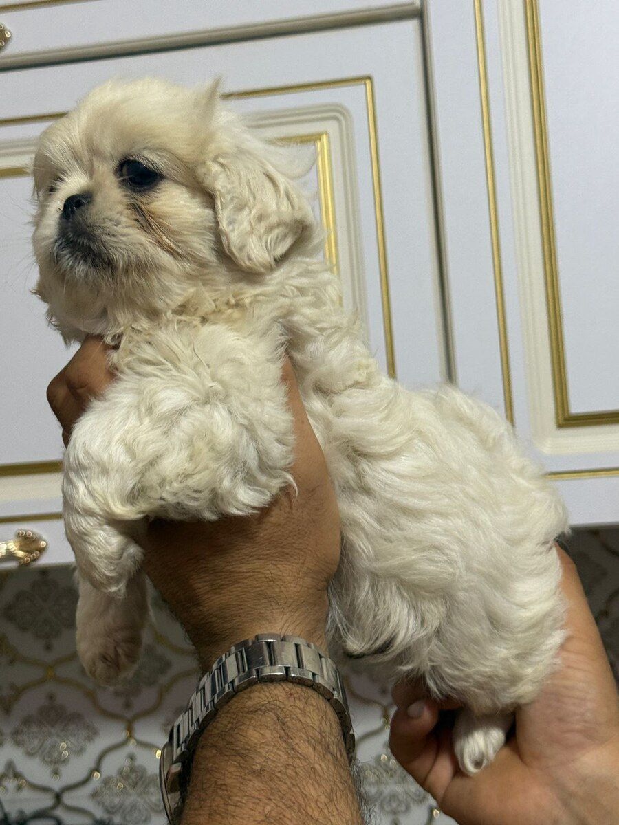 Pekines — Köpəklər, Bakı (9)