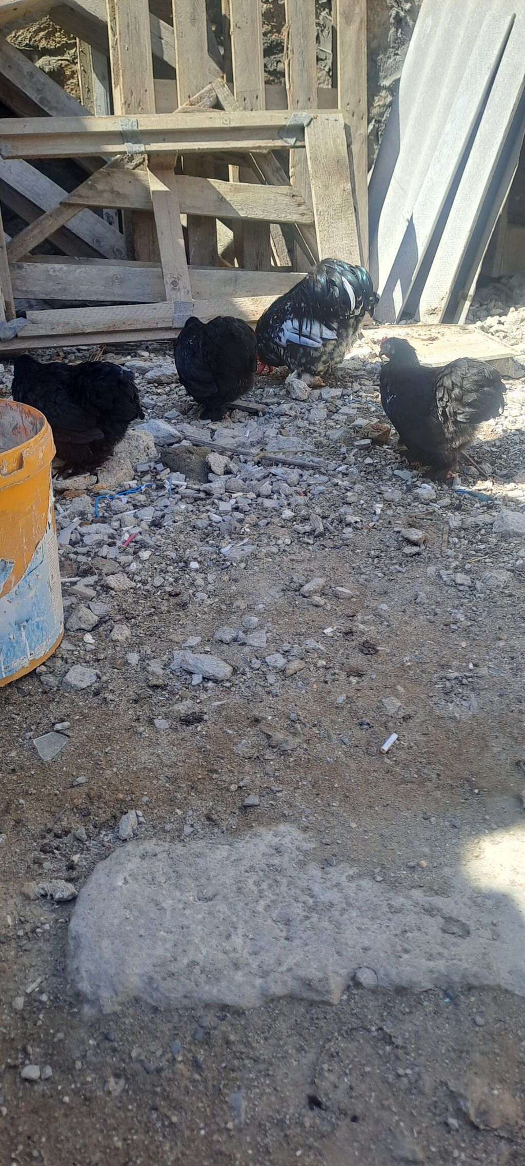 Toyuq, Damazlıq — Toyuq və xoruz, Bakı (9)