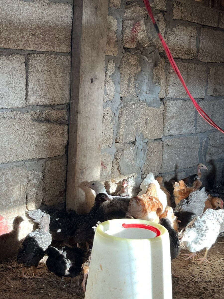 Xarkov cücələri — Quşlar, Bakı (2)