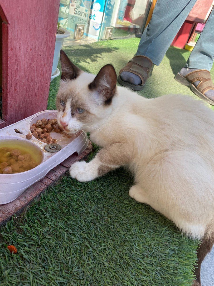 Siam pişik balası — Pişiklər, Bakı (3)