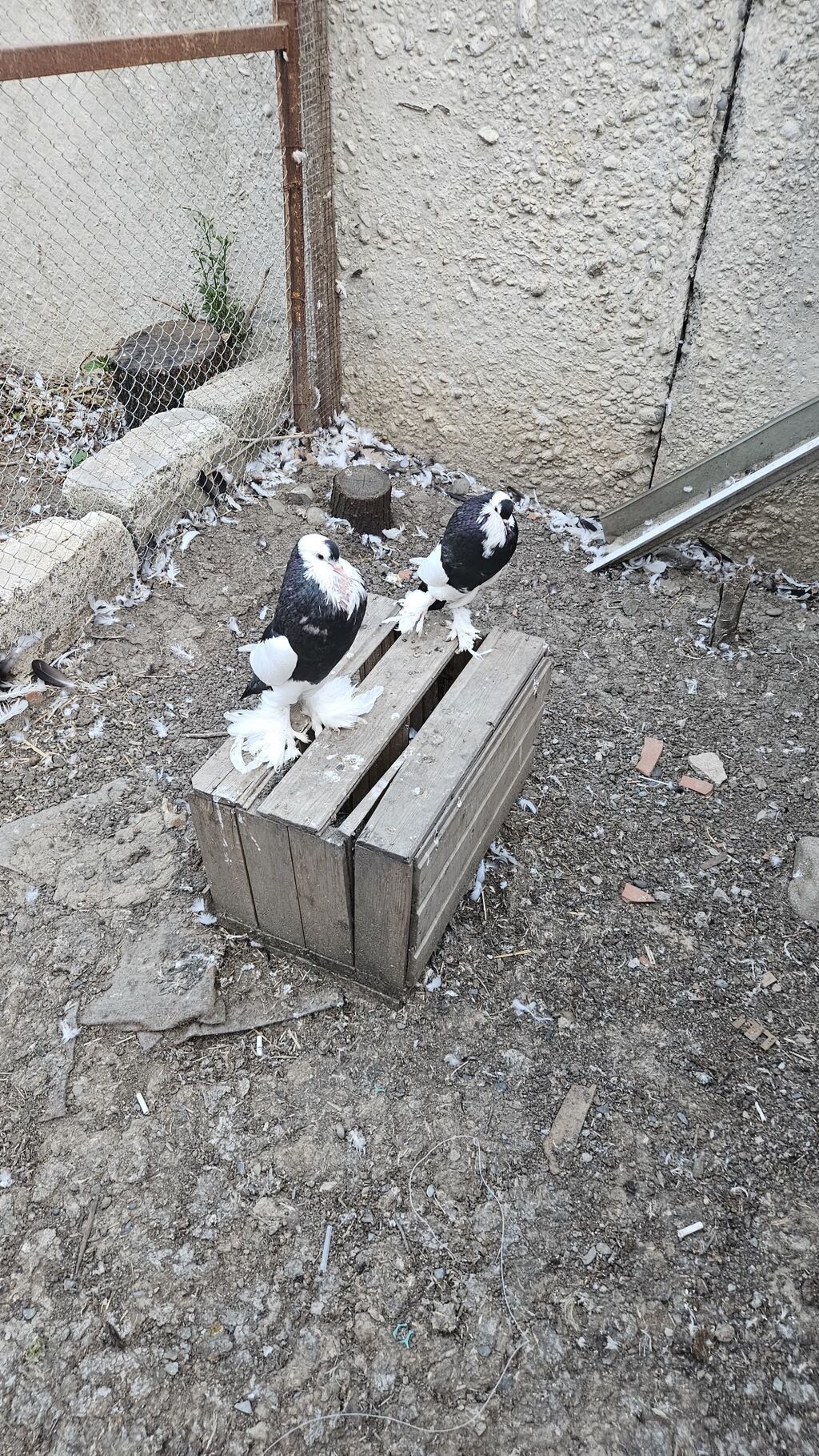Pomerianlar hazır bala verən cütlərdi erkək bozquyruqdu maya isə tam — Göyərçin, Göytəpə (4)