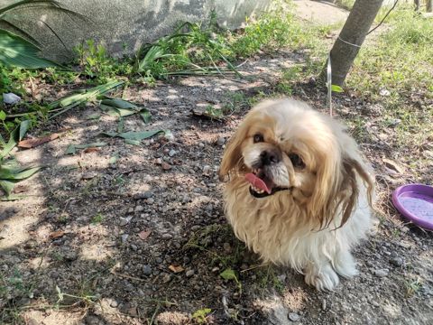 Pekines — Şəki