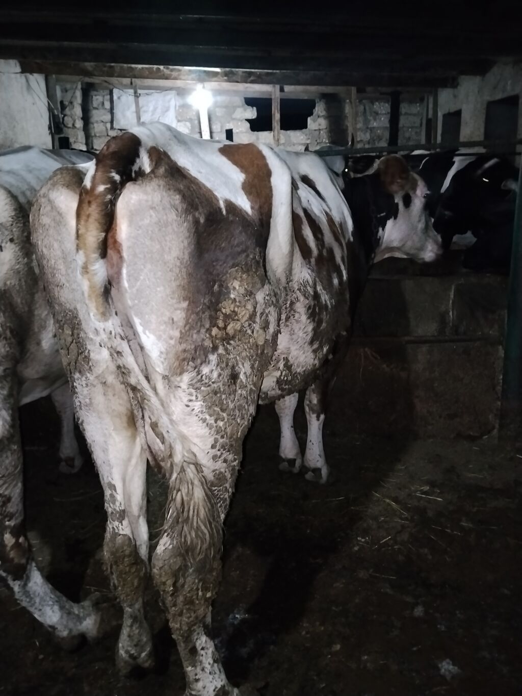 5 aydı doğub təzə doğanda 16 litr verirdi indi hal hazırda 11,12 litr — Kənd təsərrüfatı heyvanları, Digah (4)