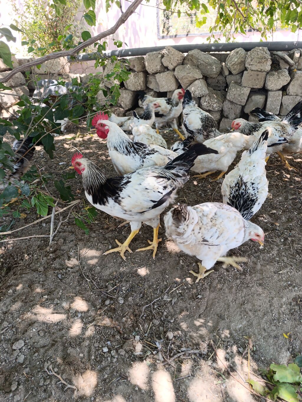 Ağ-qara rəngli yerli ət-yumurta istiqamətli toyuqlar (xoruz və fərə — Toyuq və xoruz, Bakı
