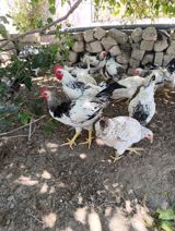 Ağ-qara rəngli yerli ət-yumurta istiqamətli toyuqlar (xoruz və fərə — Chickens and roosters
