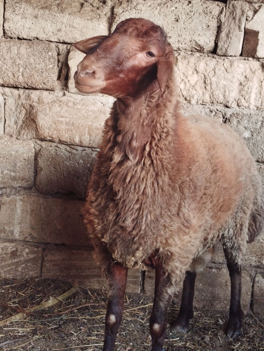 Qoyun – qala ətlik istiqamət, qəhvəyi rəngli, uzunqulaqlı. - Bədən — Kənd təsərrüfatı heyvanları, Sumqayıt (4)
