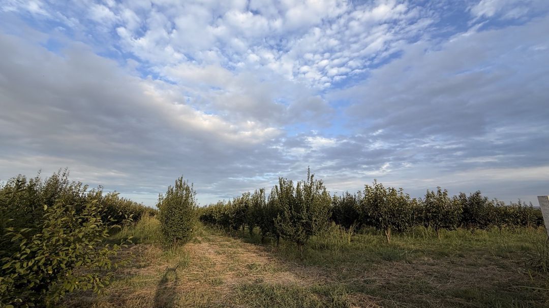 Satılır torpaq 311 sot — Torpaq, Şabran (2)