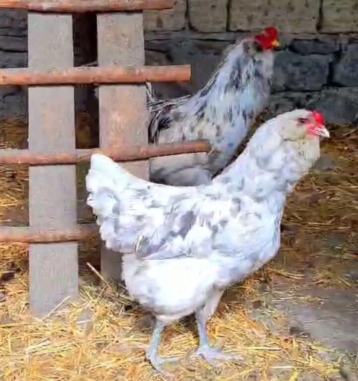 Mayalı yumurta — Quşlar, Bakı (3)