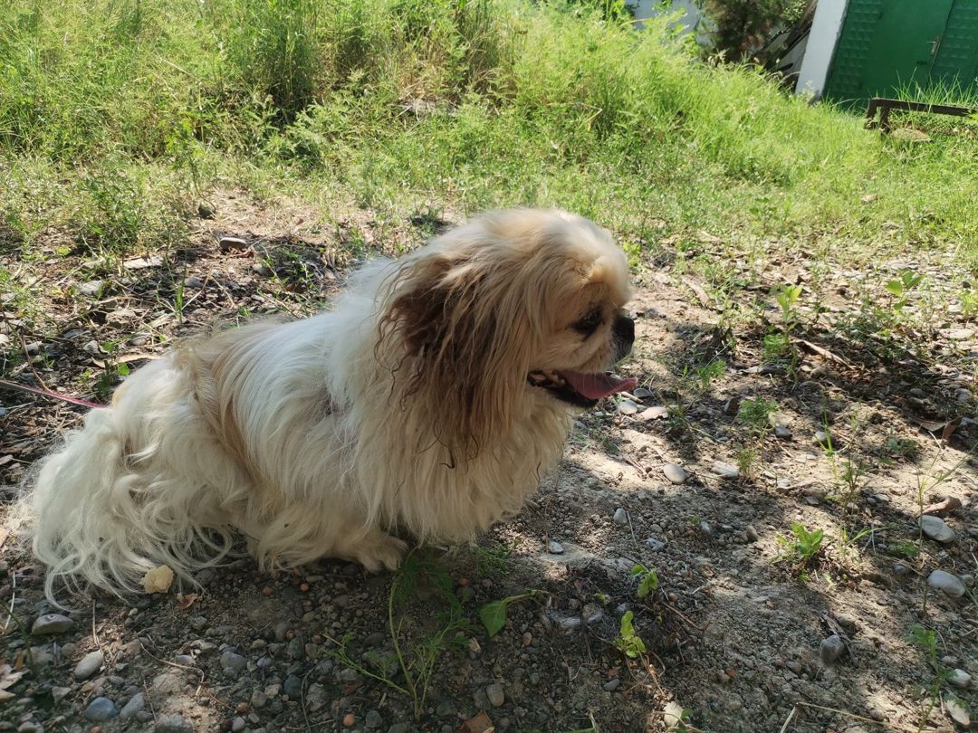 Pekines — Köpəklər, Şəki (5)