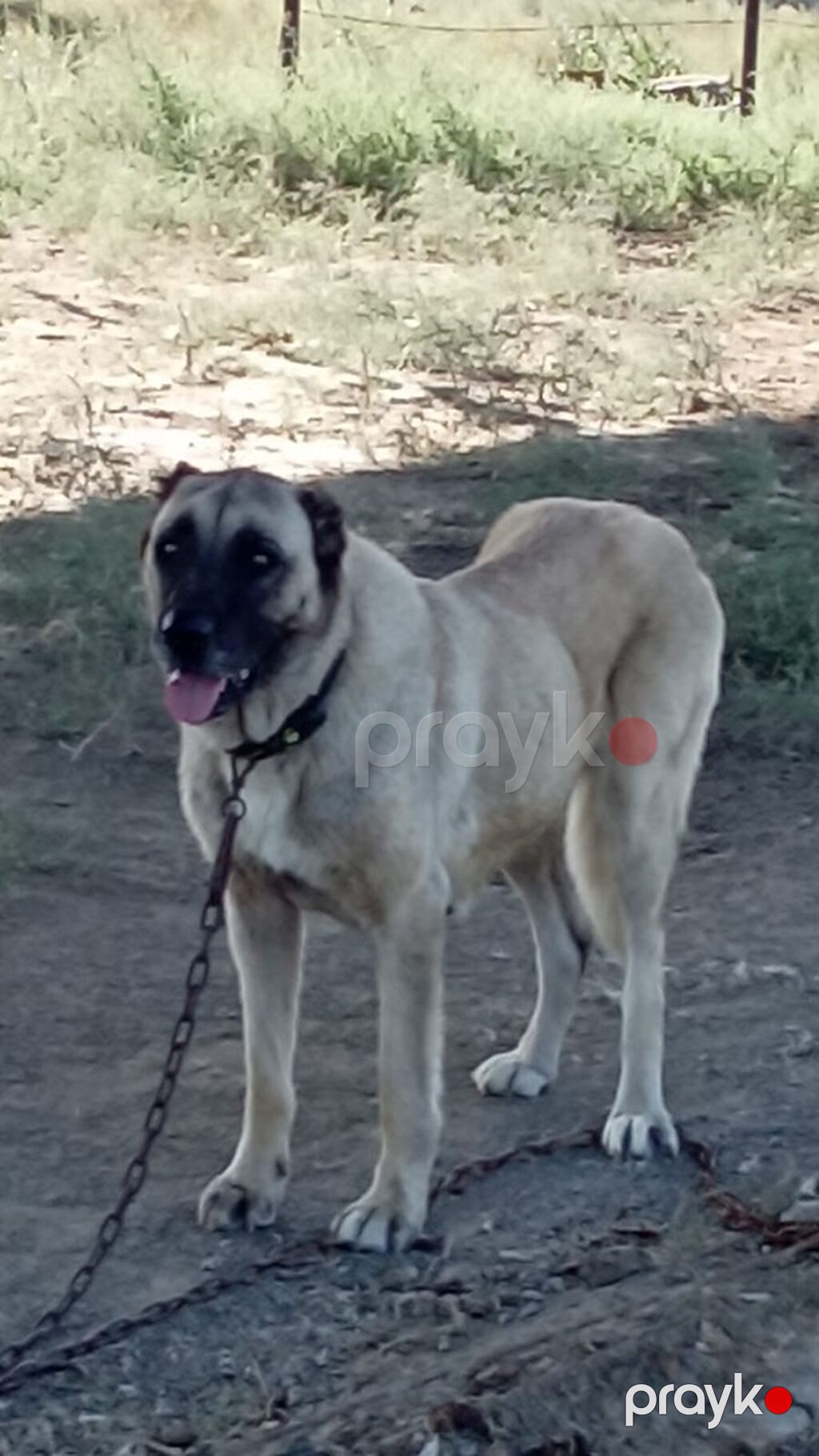 Kanqal, 2 il, Dişi, Peyvəndli, Rayonlara çatdırılma — Köpəklər, Mehdiabad (3)
