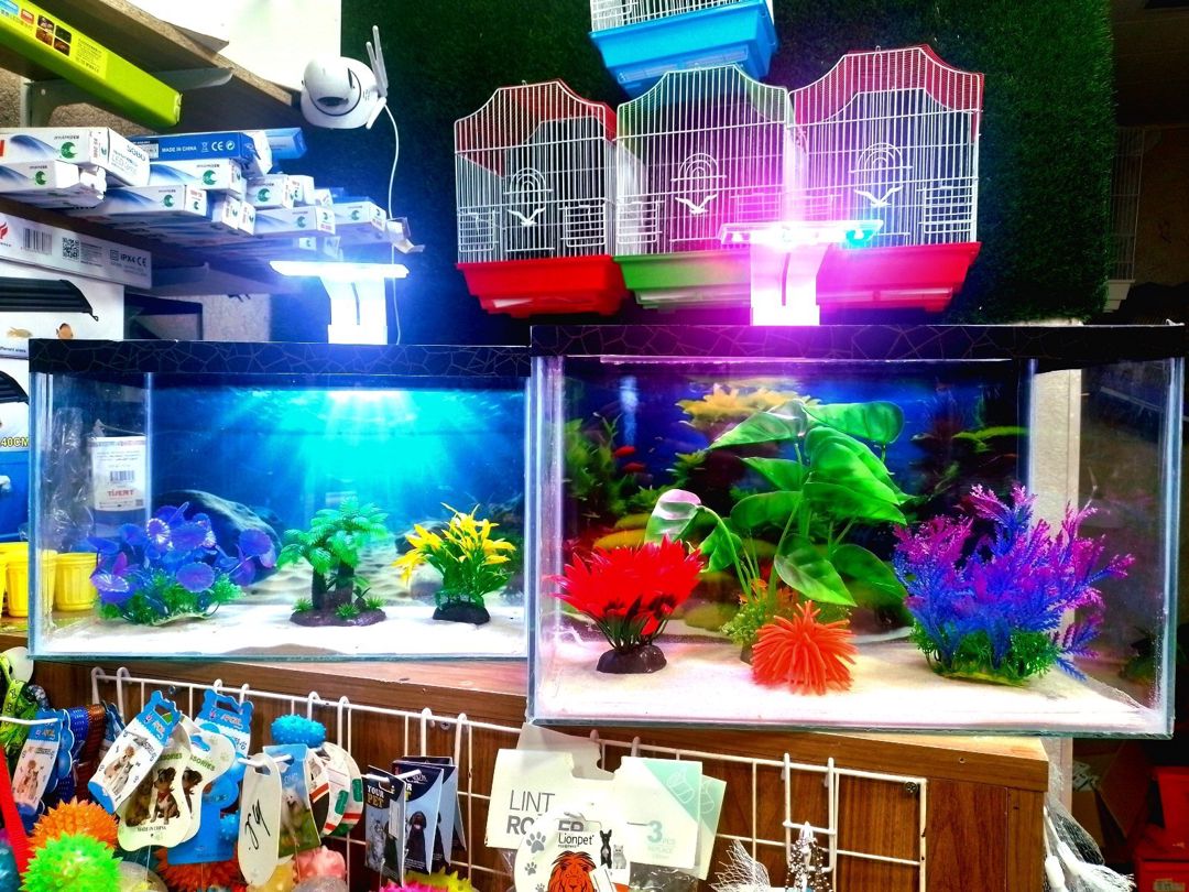 Akvarium — Akvariumlar və balıqlar, Bakı (10)