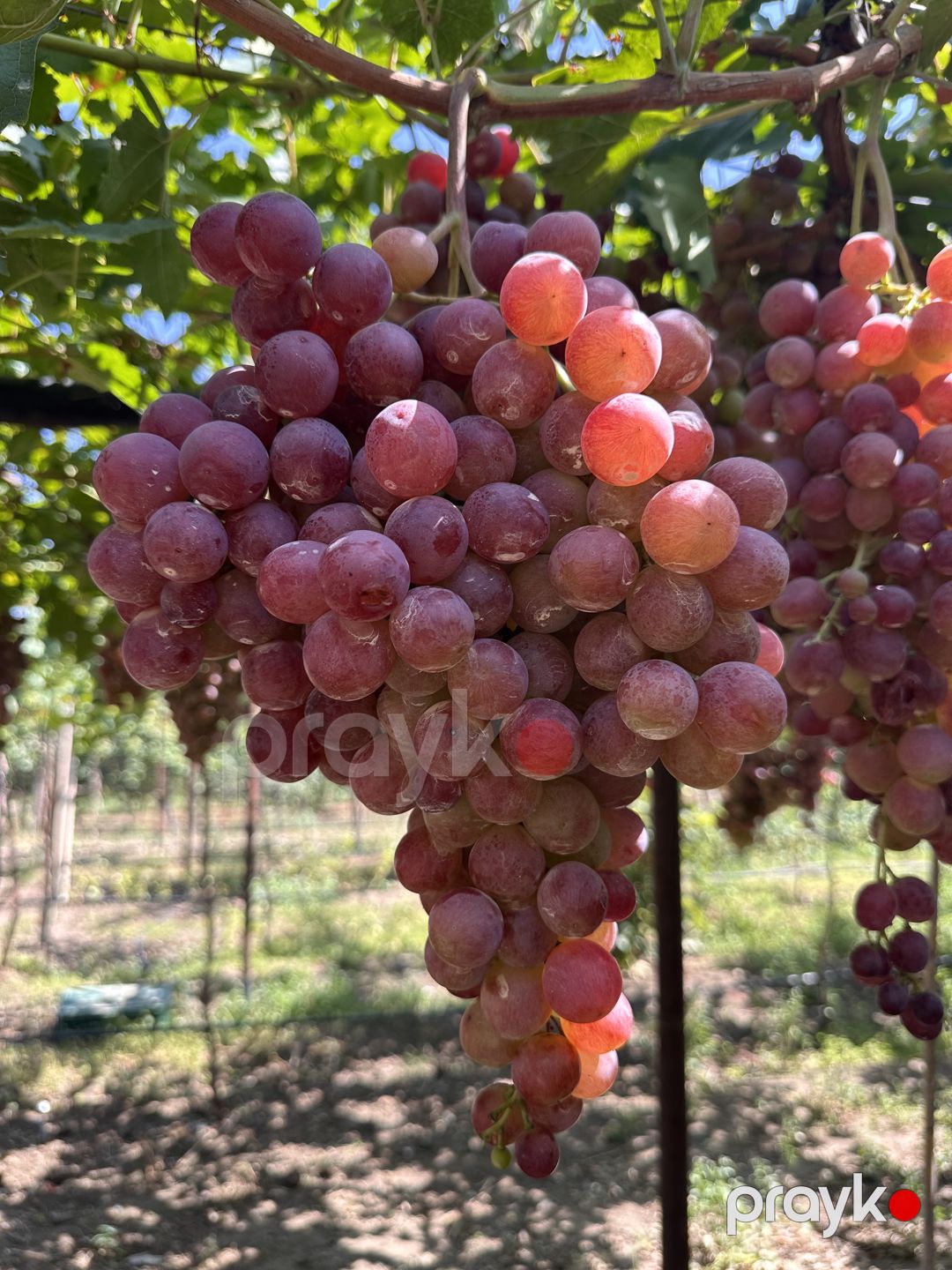 Qara və qırmızı üzüm satıram — Tərəvəz, meyvə və yaşıllıq, Tovuz (2)