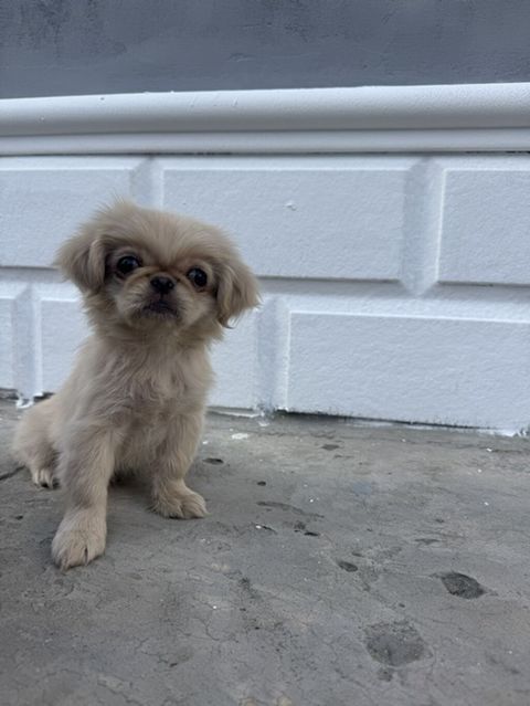 Pekines, 2 ay, Dişi — Gəncə