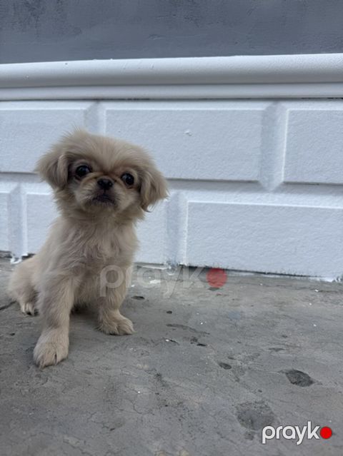 Pekines, 2 ay, Dişi — Gəncə
