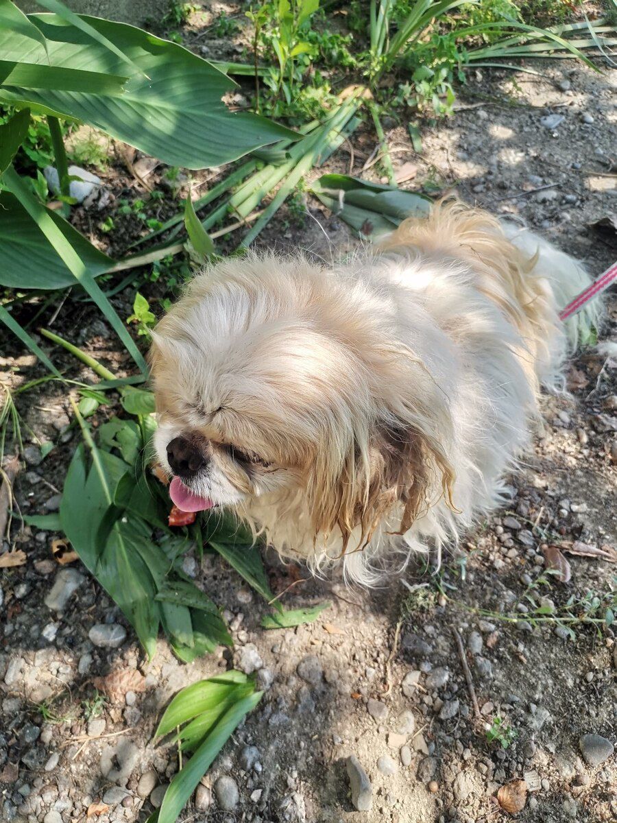 Pekines — Köpəklər, Şəki (3)