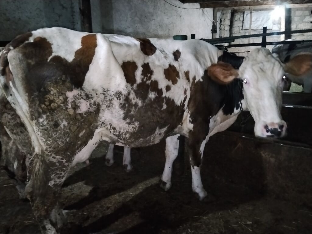 5 aydı doğub təzə doğanda 16 litr verirdi indi hal hazırda 11,12 litr — Kənd təsərrüfatı heyvanları, Digah