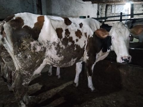 5 aydı doğub təzə doğanda 16 litr verirdi indi hal hazırda 11,12 litr